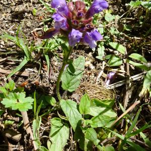 Photographie n°2508454 du taxon Prunella grandiflora (L.) Schöller [1775]