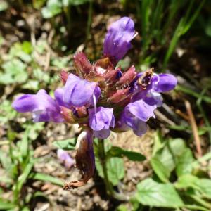 Photographie n°2508456 du taxon Prunella grandiflora (L.) Schöller [1775]