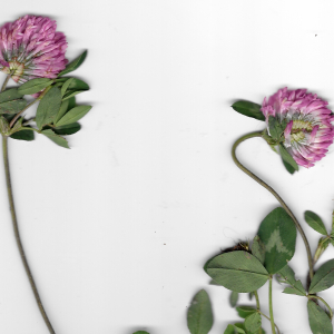 Photographie n°2508513 du taxon Trifolium pratense L. [1753]