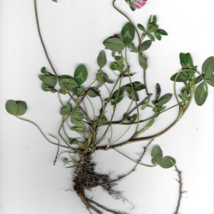 Photographie n°2508514 du taxon Trifolium pratense L. [1753]