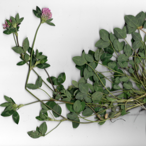 Photographie n°2508515 du taxon Trifolium pratense L. [1753]