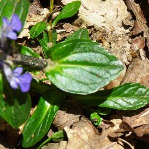 Photographie n°2508539 du taxon Ajuga reptans L. [1753]