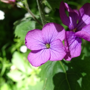 Photographie n°2508550 du taxon Lunaria annua L.