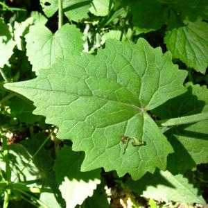 Photographie n°2508551 du taxon Lunaria annua L.