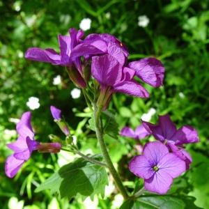 Photographie n°2508552 du taxon Lunaria annua L.