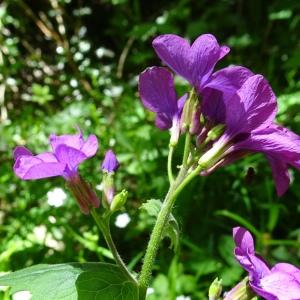 Photographie n°2508553 du taxon Lunaria annua L.