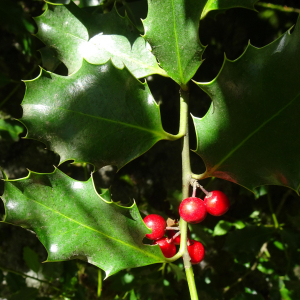 Photographie n°2508558 du taxon Ilex aquifolium L. [1753]