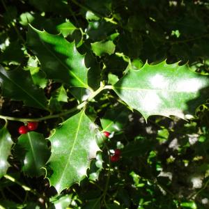 Photographie n°2508560 du taxon Ilex aquifolium L. [1753]