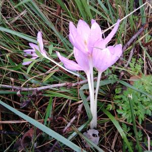 Photographie n°2508637 du taxon Colchicum autumnale L. [1753]