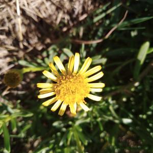 Photographie n°2508668 du taxon Limbarda crithmoides (L.) Dumort. [1827]