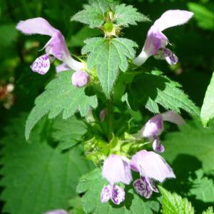 Photographie n°2508677 du taxon Lamium maculatum (L.) L. [1763]