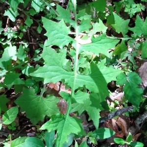 Photographie n°2508692 du taxon Lactuca muralis (L.) Gaertn. [1791]