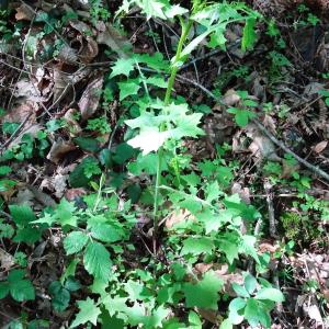 Photographie n°2508693 du taxon Lactuca muralis (L.) Gaertn. [1791]