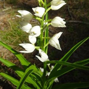 Photographie n°2508700 du taxon Cephalanthera longifolia (L.) Fritsch