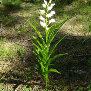 Photographie n°2508703 du taxon Cephalanthera longifolia (L.) Fritsch