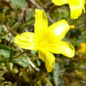 Photographie n°2508720 du taxon Linum campanulatum L. [1753]