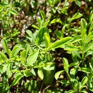 Photographie n°2508726 du taxon Genista pilosa L. [1753]