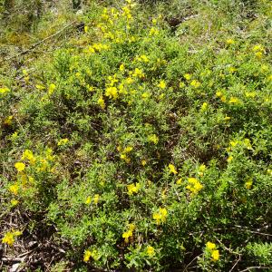 Photographie n°2508728 du taxon Genista pilosa L. [1753]