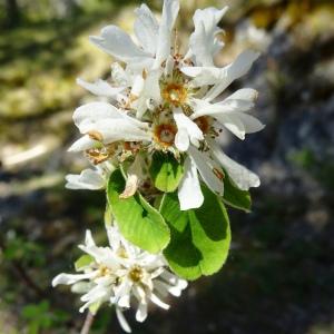 Photographie n°2508732 du taxon Amelanchier ovalis Medik.