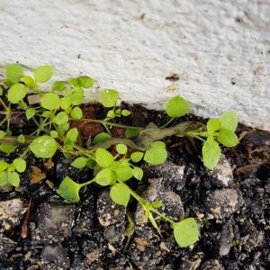 Photographie n°2508898 du taxon Stellaria media (L.) Vill.