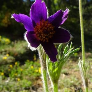 Photographie n°2508963 du taxon Pulsatilla vulgaris Mill. [1768]