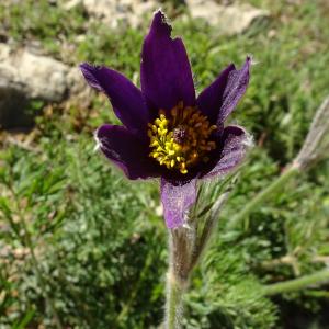 Photographie n°2508964 du taxon Pulsatilla vulgaris Mill. [1768]