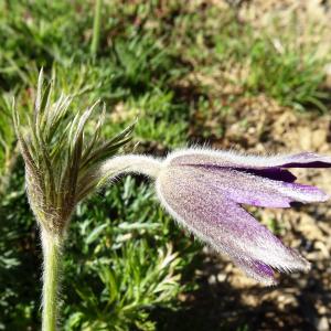 Photographie n°2508966 du taxon Pulsatilla vulgaris Mill. [1768]