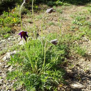 Photographie n°2508969 du taxon Pulsatilla vulgaris Mill. [1768]