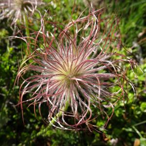 Photographie n°2508982 du taxon Pulsatilla vulgaris Mill. [1768]