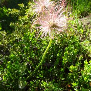 Photographie n°2508983 du taxon Pulsatilla vulgaris Mill. [1768]