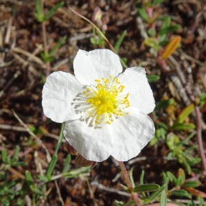 Photographie n°2508992 du taxon Helianthemum apenninum (L.) Mill.