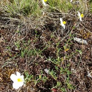 Photographie n°2508993 du taxon Helianthemum apenninum (L.) Mill.