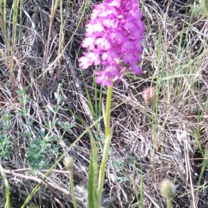 Photographie n°2509007 du taxon Anacamptis pyramidalis (L.) Rich. [1817]