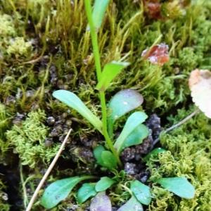 Photographie n°2509028 du taxon Kernera saxatilis (L.) Sweet [1827]