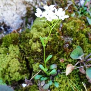Photographie n°2509029 du taxon Kernera saxatilis (L.) Sweet [1827]