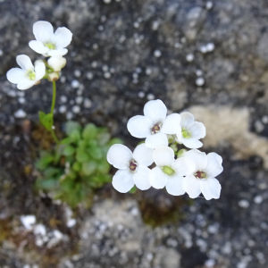 Photographie n°2509031 du taxon Kernera saxatilis (L.) Sweet [1827]