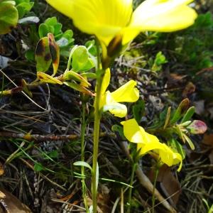 Photographie n°2509040 du taxon Linum campanulatum L.