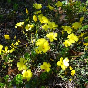 Photographie n°2509041 du taxon Linum campanulatum L.