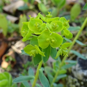 Photographie n°2509042 du taxon Euphorbia seguieriana Neck. [1770]