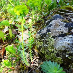 Photographie n°2509044 du taxon Euphorbia seguieriana Neck. [1770]