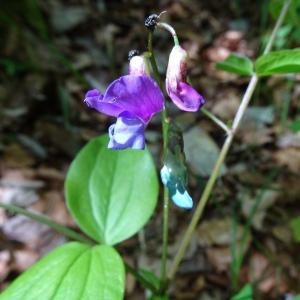 Photographie n°2509131 du taxon Lathyrus vernus (L.) Bernh. [1800]