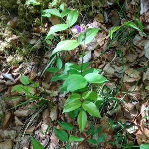 Photographie n°2509133 du taxon Lathyrus vernus (L.) Bernh. [1800]