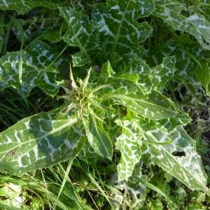 Photographie n°2509169 du taxon Silybum marianum (L.) Gaertn. [1791]