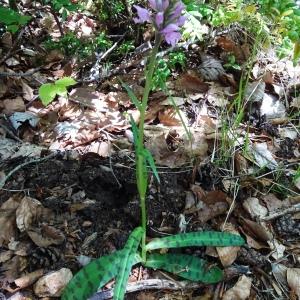 Photographie n°2509177 du taxon Dactylorhiza fuchsii (Druce) Soó [1962]