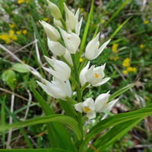 Photographie n°2509208 du taxon Cephalanthera longifolia (L.) Fritsch