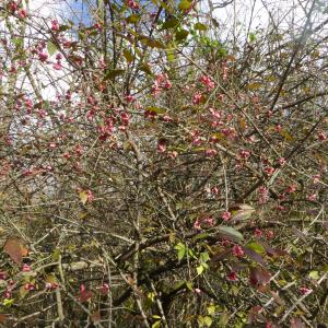 Photographie n°2509232 du taxon Euonymus L.