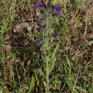 Photographie n°2509268 du taxon Echium vulgare L.