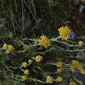 Photographie n°2509269 du taxon Helichrysum stoechas (L.) Moench