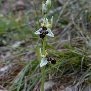  - Ophrys philippei Gren. [1859]