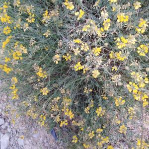 Photographie n°2509302 du taxon Coronilla minima L. [1756]